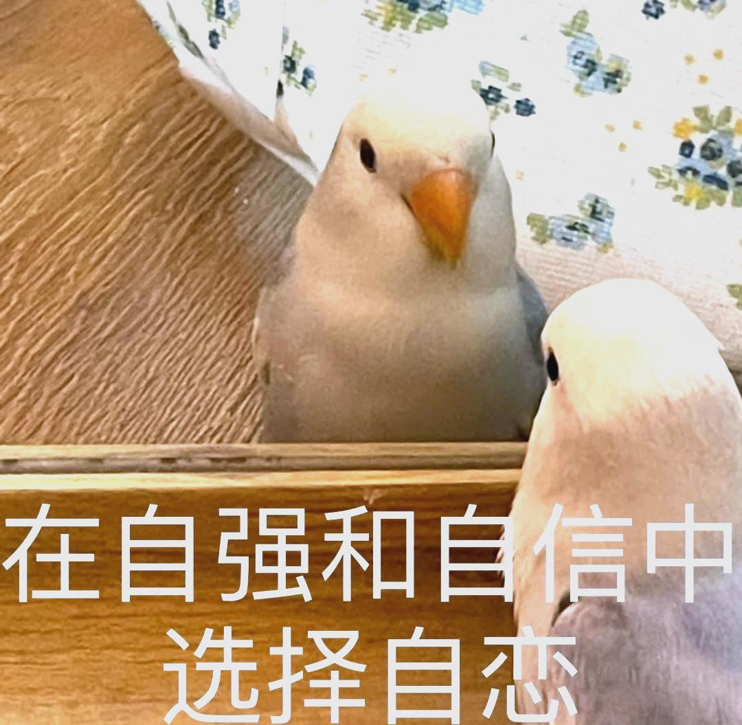 深入探讨投身效应——为什么讨厌某人是我投射的结果